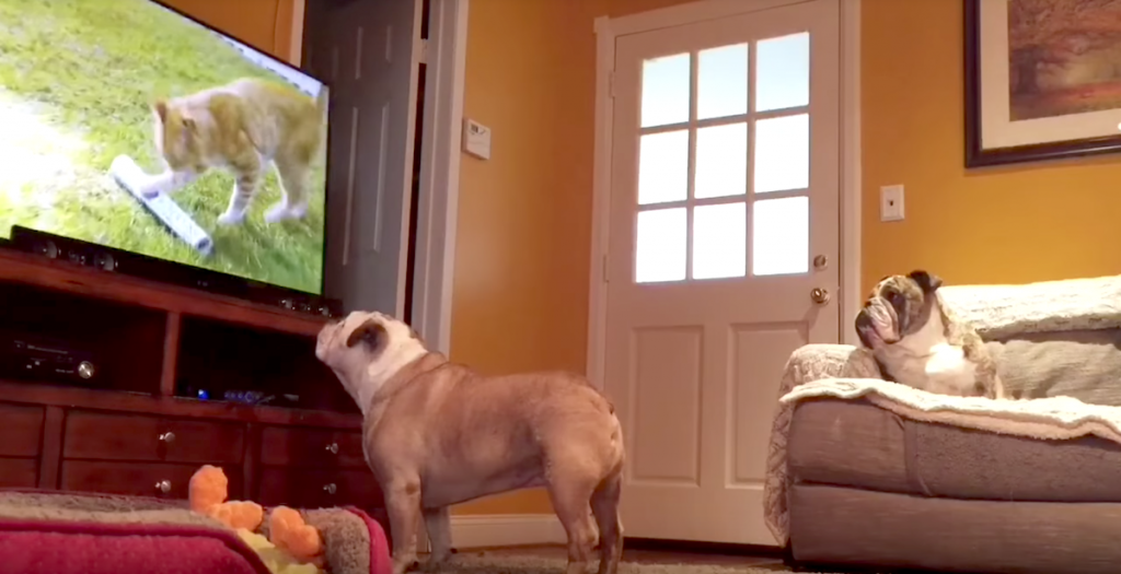 bulldogs-watch-tv