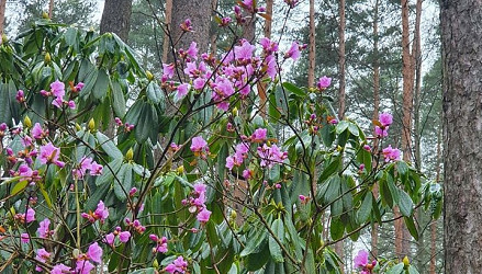 Babītes Rododendru audzētavā sākas Rododendru ziedēšanas festivāls