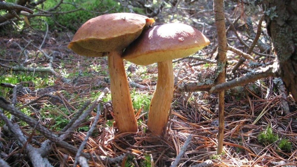 Гриб боровик: фото и описание всех видов гриба