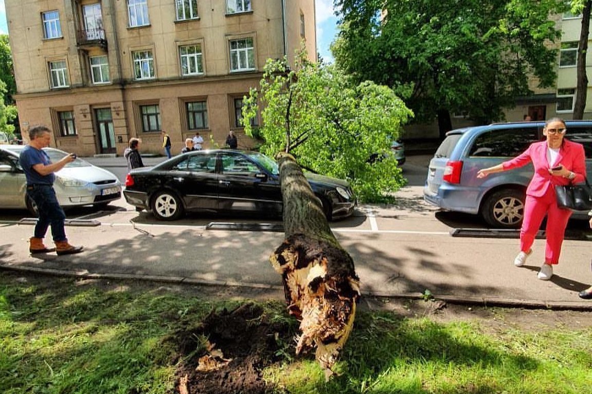 Упало дерево: куда обращаться, чтобы убрать завал? - Press.lv