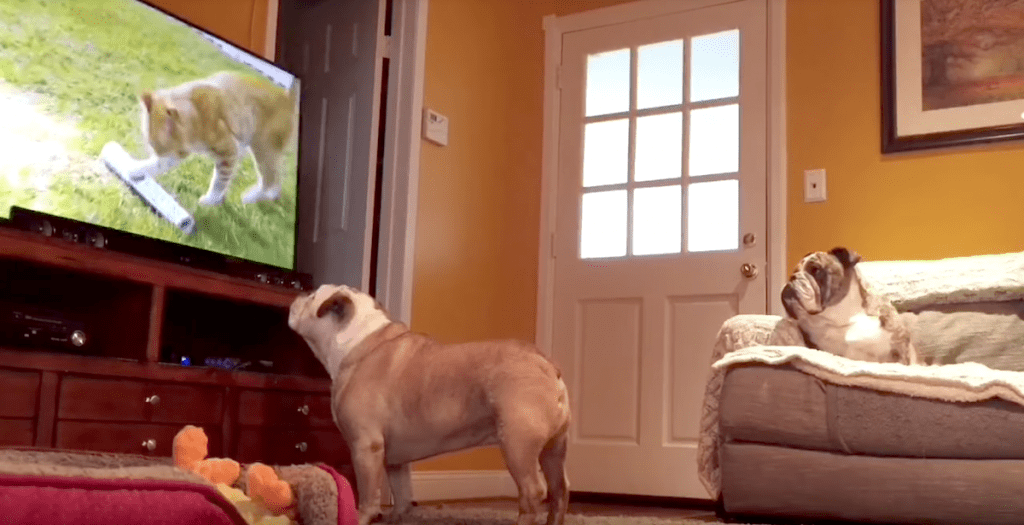 bulldogs-watch-tv