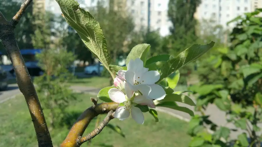 Maija pirmajā pusē vasarīgi siltas dienas mīsies ar vēsākām