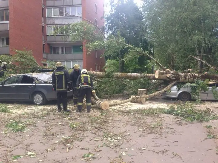 Ветер ломал деревья: десятки вызовов получили спасатели этой ночью