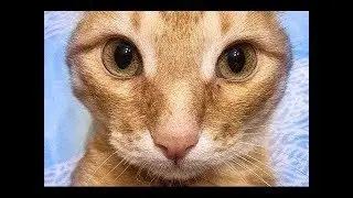 Хоронить домашних питомцев на своей земле можно, но памятники ставить нельзя; что еще важно знать