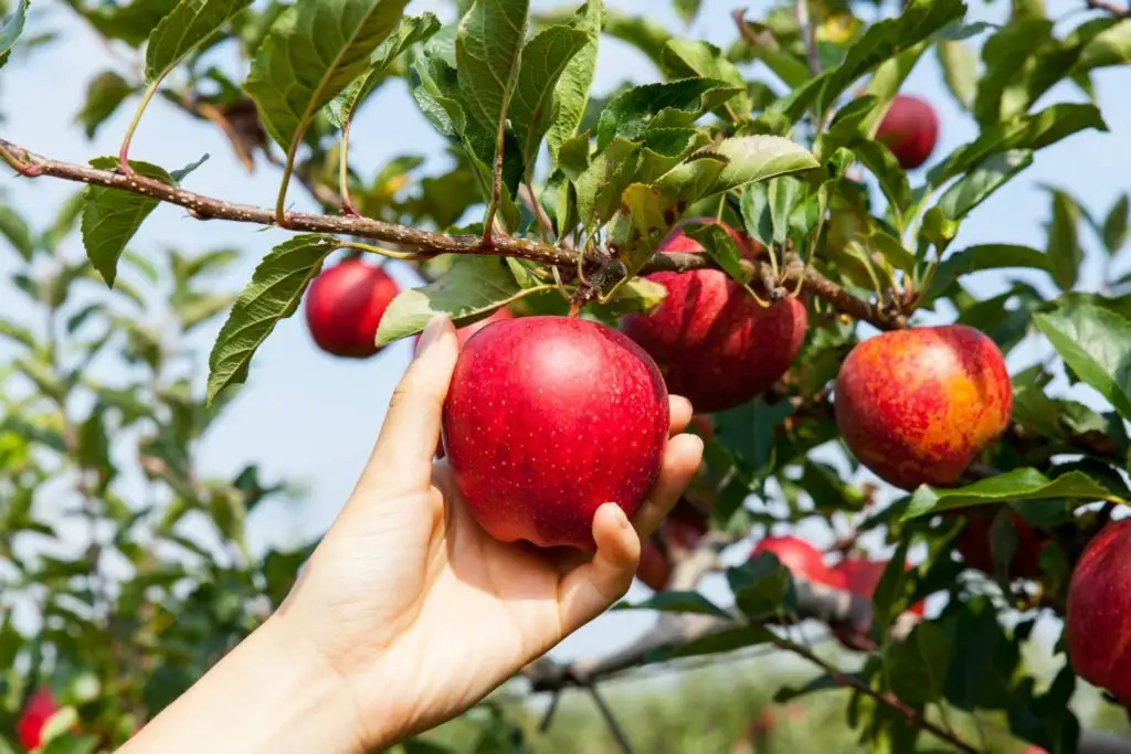 Nākamajās septiņās dienās prognozēta gaisa temperatūras paaugstināšanās virs +20 grādiem