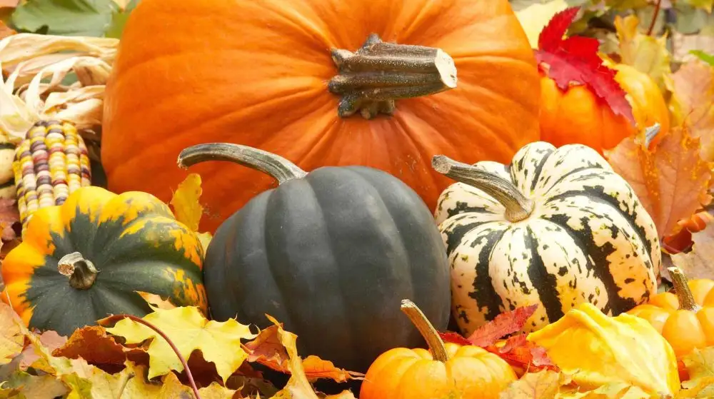 Стартует чемпионат тыкв: организаторы ждут ваших заявок!