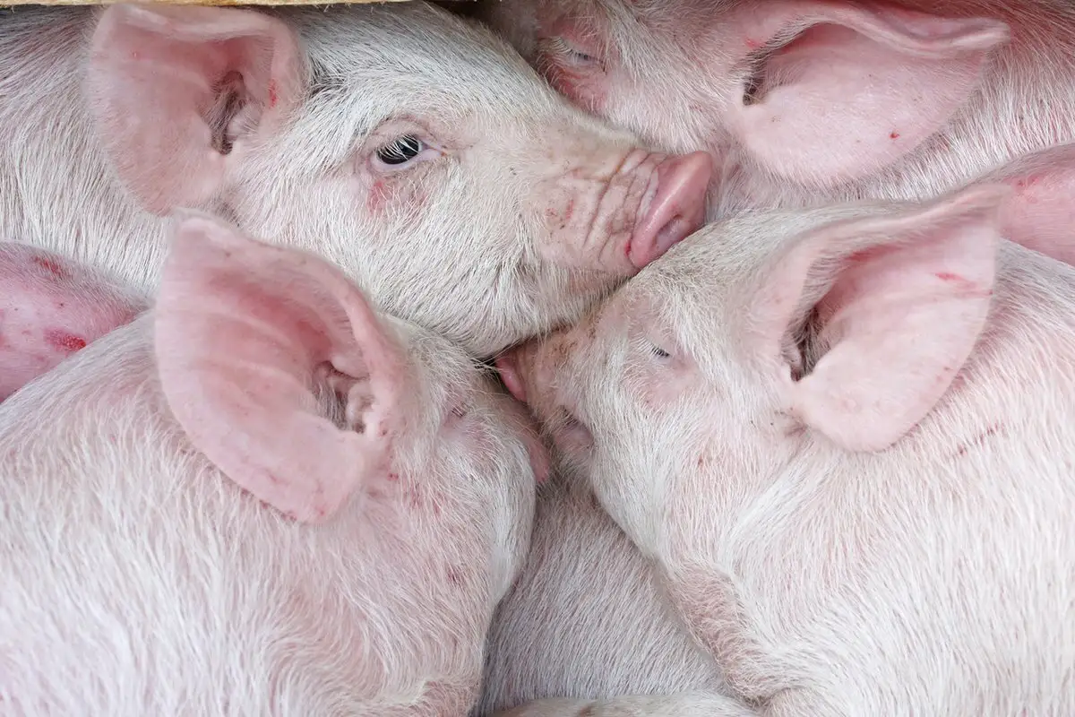 Āfrikas cūku mēris pagājušajā nedēļā konstatēts 16 mežacūkām
