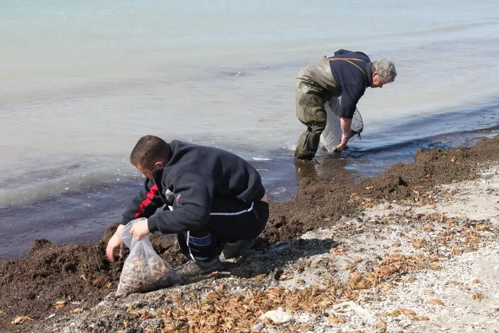 Берег Каспийского моря усыпало раками (ВИДЕО)