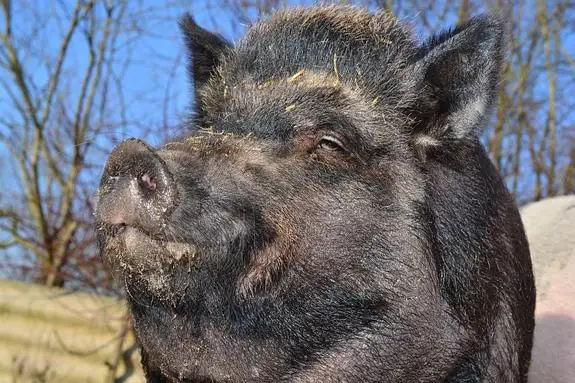 Paplašināts teritoriju saraksts, kurās nomedītās mežacūkas ir obligāti jāizmeklē uz ĀCM