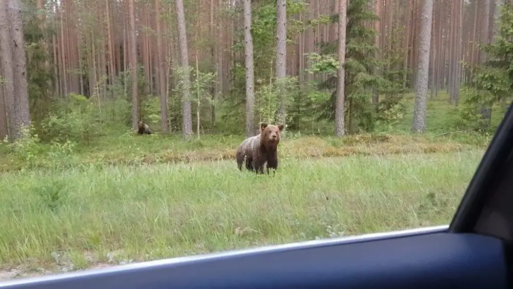 Медведь едва не снес эстонский автобус (ВИДЕО)