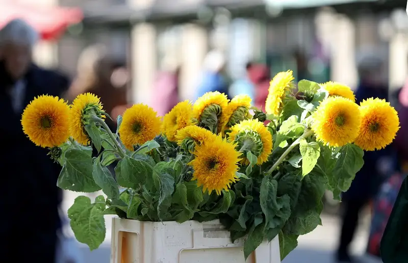 Otrdien Latvijā spīdēs saule, Ziemeļvidzemē vēl līņās