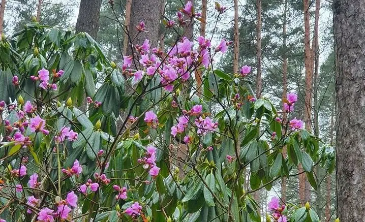 Rododendru ziedēšanas svētkos Babītē koncertēs Antoņenko, Krauze, Naumova un Igo