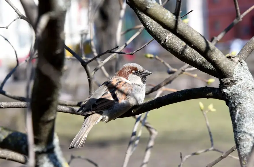 Pelēkā svētdienā turpināsies sniega kušana