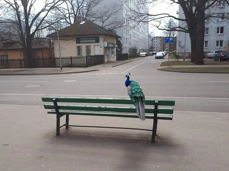 Рижский зоопарк продает с аукциона 19 павлинов; нет желающих завести птичку?