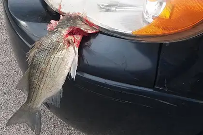 Упавшая с неба рыба застряла в бампере движущегося автомобиля
