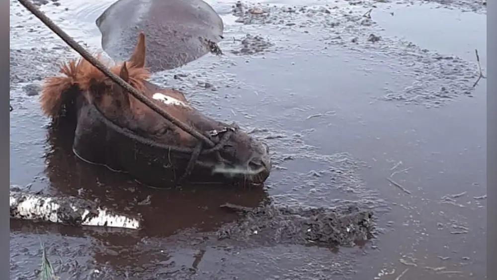 Успели в последний момент: под Саласпилсом спасатели извлекли из болота лошадь. ФОТО