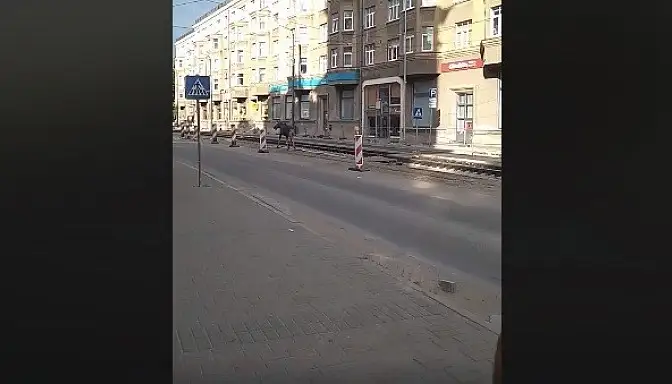 В центр Риги пришел лось: полиция не поймала (ВИДЕО)