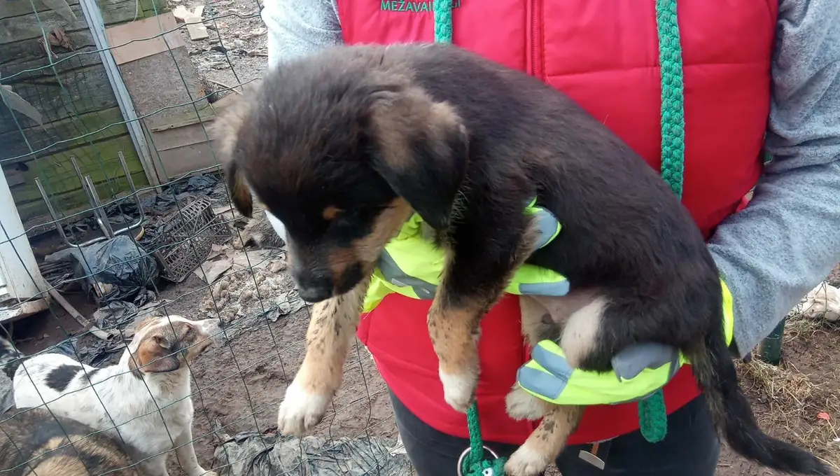 «Zoopolicija» no maija vairs neapkalpos izsaukumus Rīgas pašvaldībā