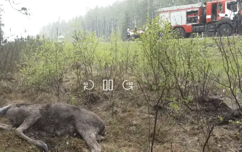 Спасатели спасли лося, попавшего в болото