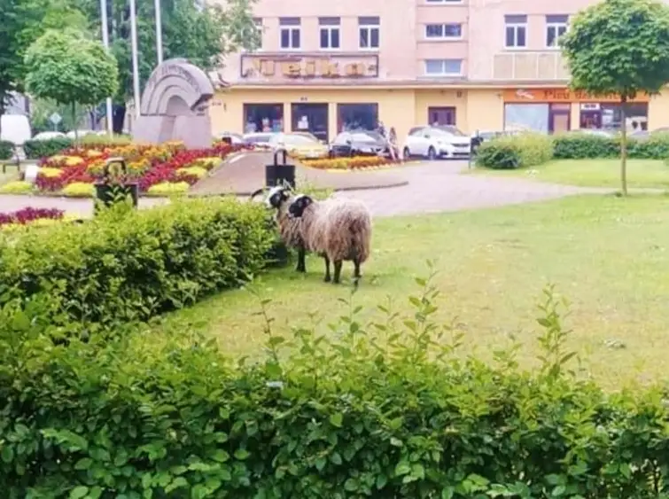 Teikā un Juglā notver pa ielām klaiņojošus aunus