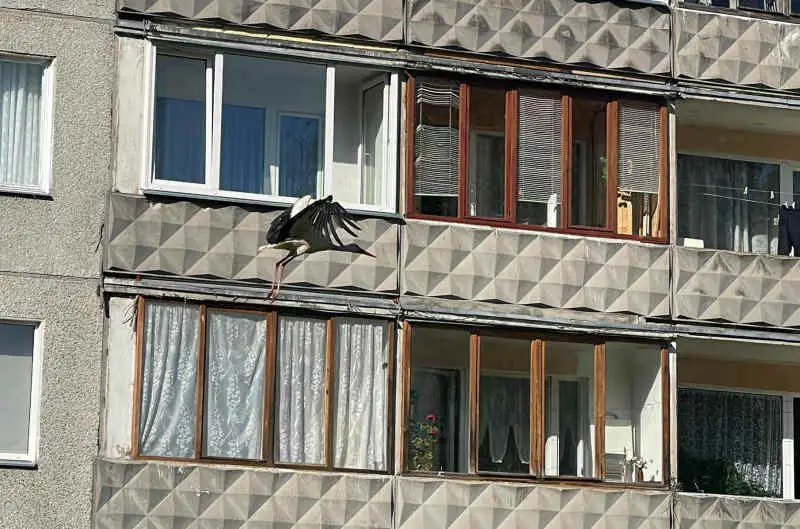 Детей принес? В Иманту прилетел аист (ФОТО)
