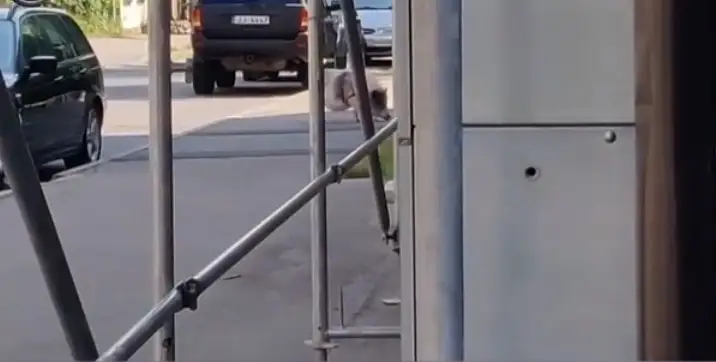 Обычная картина в Московском форштадте: хозяин выгуливает свинью (ВИДЕО)