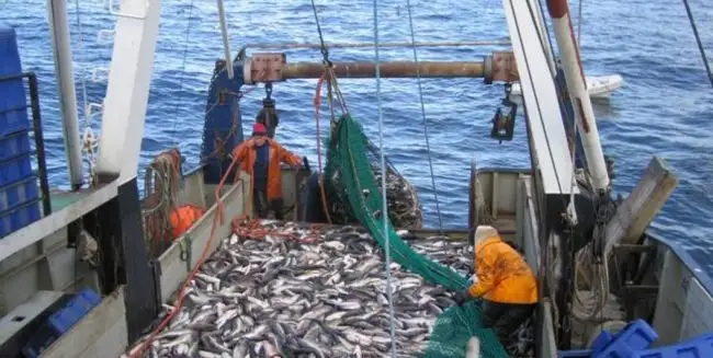 Салаки меньше на 90%: Балтийское море стремительно теплеет