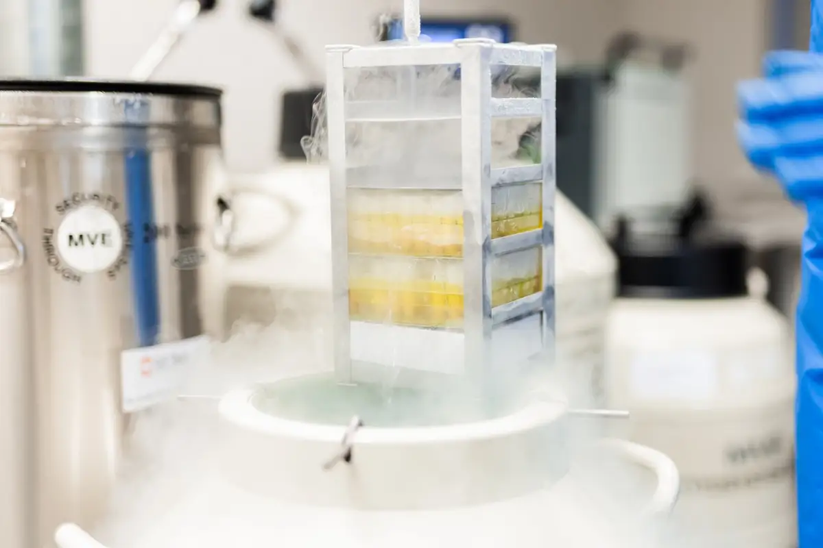 iVF Riga: сохранение стволовых клеток — уникальный шанс создать биологическую страховку для всей семьи