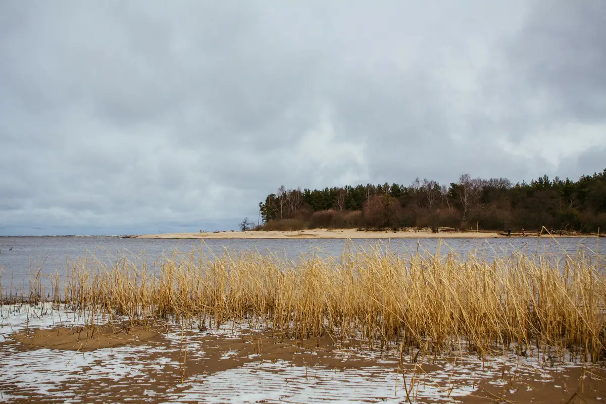 Jūrmalas piekrastes ūdenī konstatētas izskalotas sārtaļģes