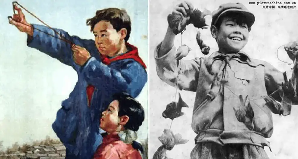Война Китая с воробьями: как люди своими руками создают гуманитарные катастрофы