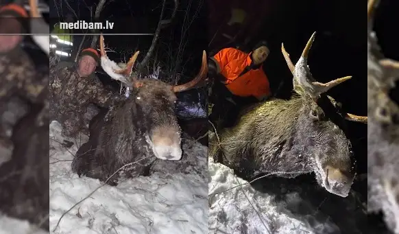 Спасали 3 часа: как охотники вытащили двух застрявших во льду лосей