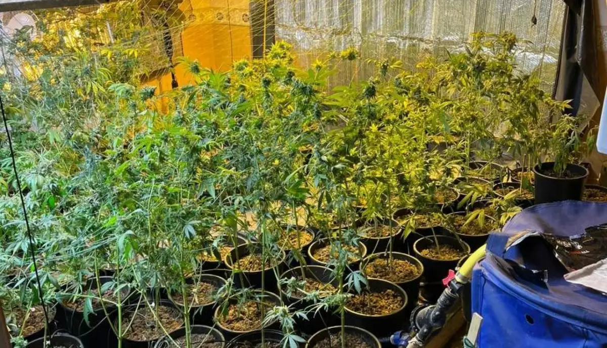 Выращивал марихуану и продавал жителям Вецмилгрависа