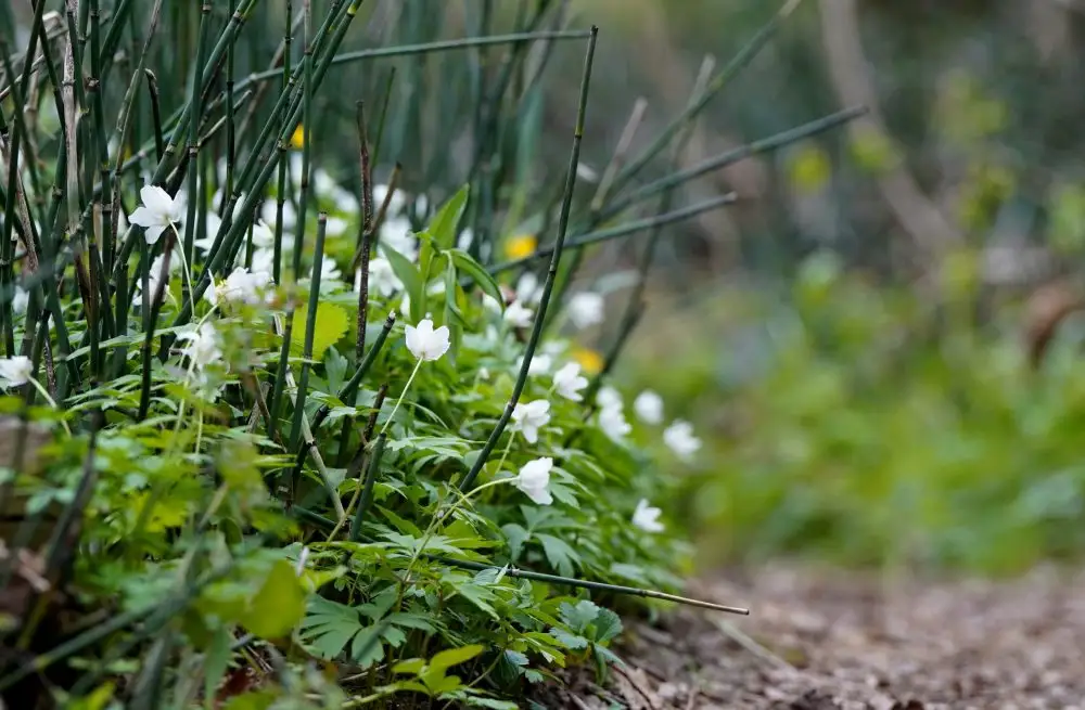 Nākamā nedēļa sāksies ar mākoņainu laiku