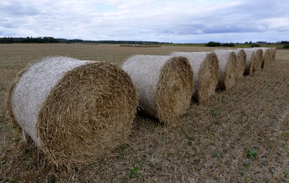 Septembra pēdējā nedēļa sāksies ar dzestru laiku