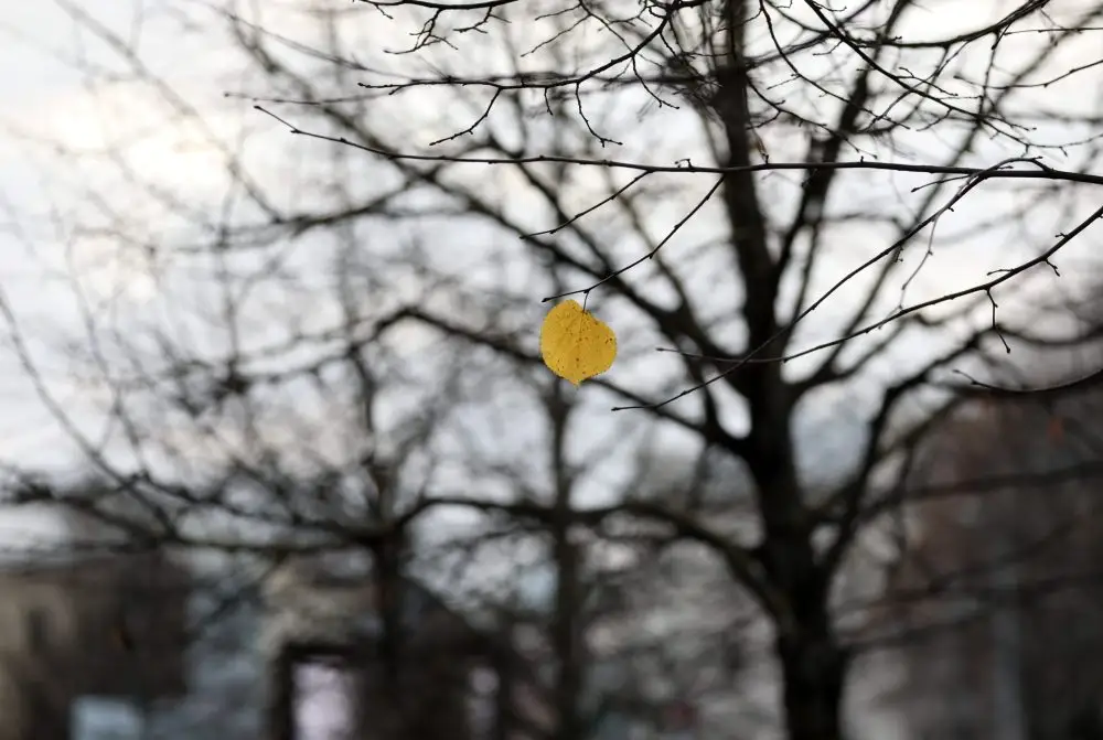 Nedēļa noslēgsies ar pelēku un mitru dienu