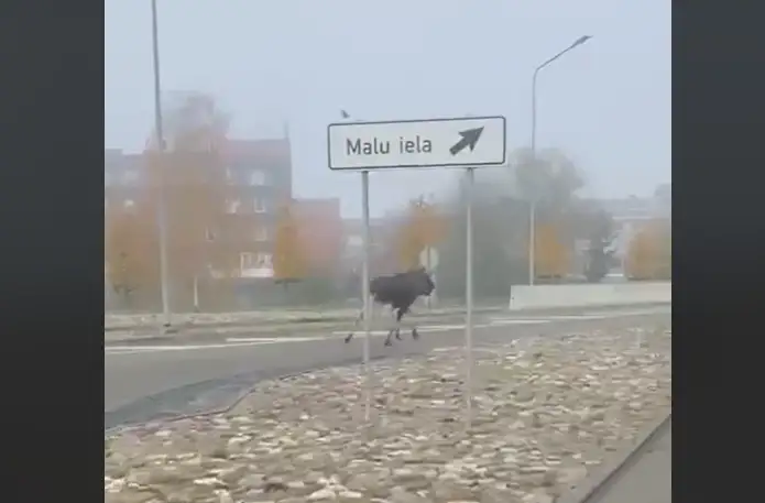 Ладно белочка, а тут лось! Очевидцы засняли необычное происшествие в Даугавпилсе
