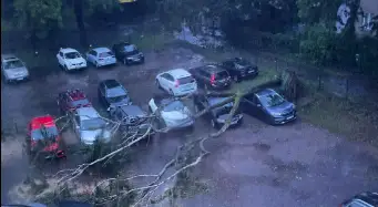 Одно дерево придавило несколько машин на парковке в Риге (ФОТО)