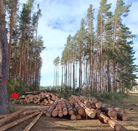“Šajā priežu mežā mēs pirmo reizi skūpstījāmies… Un tagad to izcērt”: Ziepniekkalna mazā traģēdija