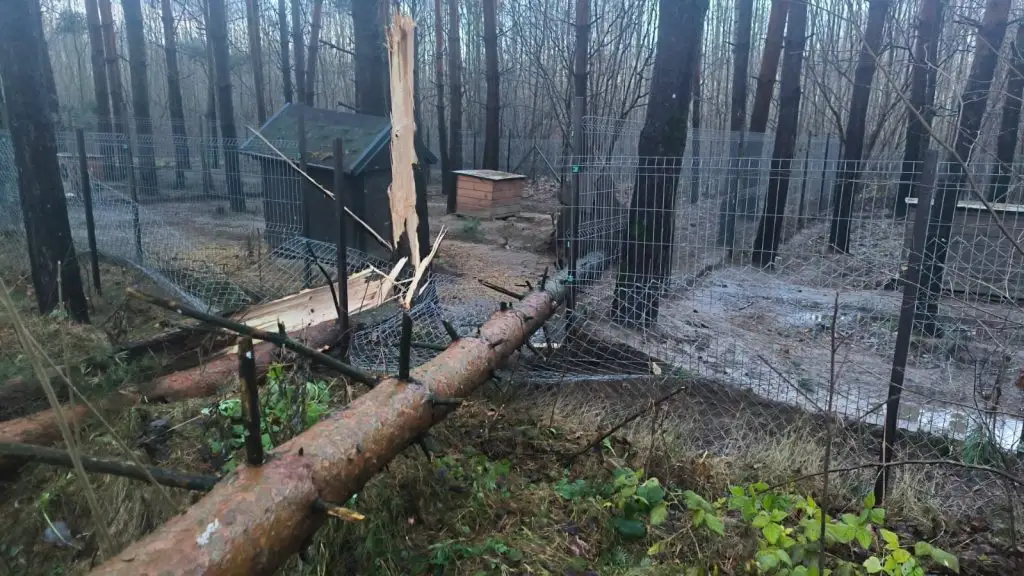 Снежная буря повалила деревья на вольеры приюта «Ķepu-ķepā»: нужна помощь!