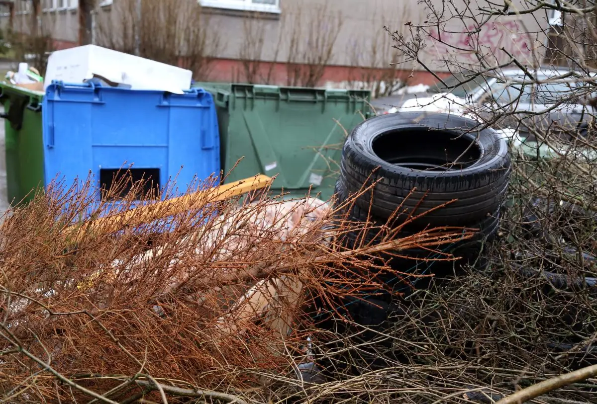 «Eco Baltia vide» nodrošinās Ziemassvētku egļu bezmaksas savākšanu