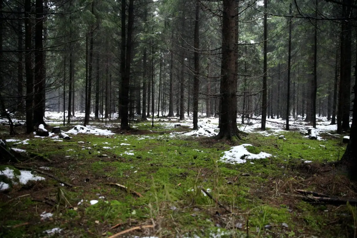 Latvijas Sarkanās grāmatas jaunajā izdevumā ir iekļauti 75% sugu no iepriekšējā izdevuma