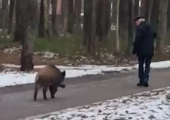 Осторожно! Дикий кабан пристает к рижанам на тропинках парка Анниньмуйжас (ВИДЕО)