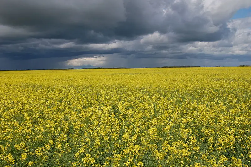 Доколе? Белоруссия экспортирует масло из рапса, украденного в Украине, через Латвию