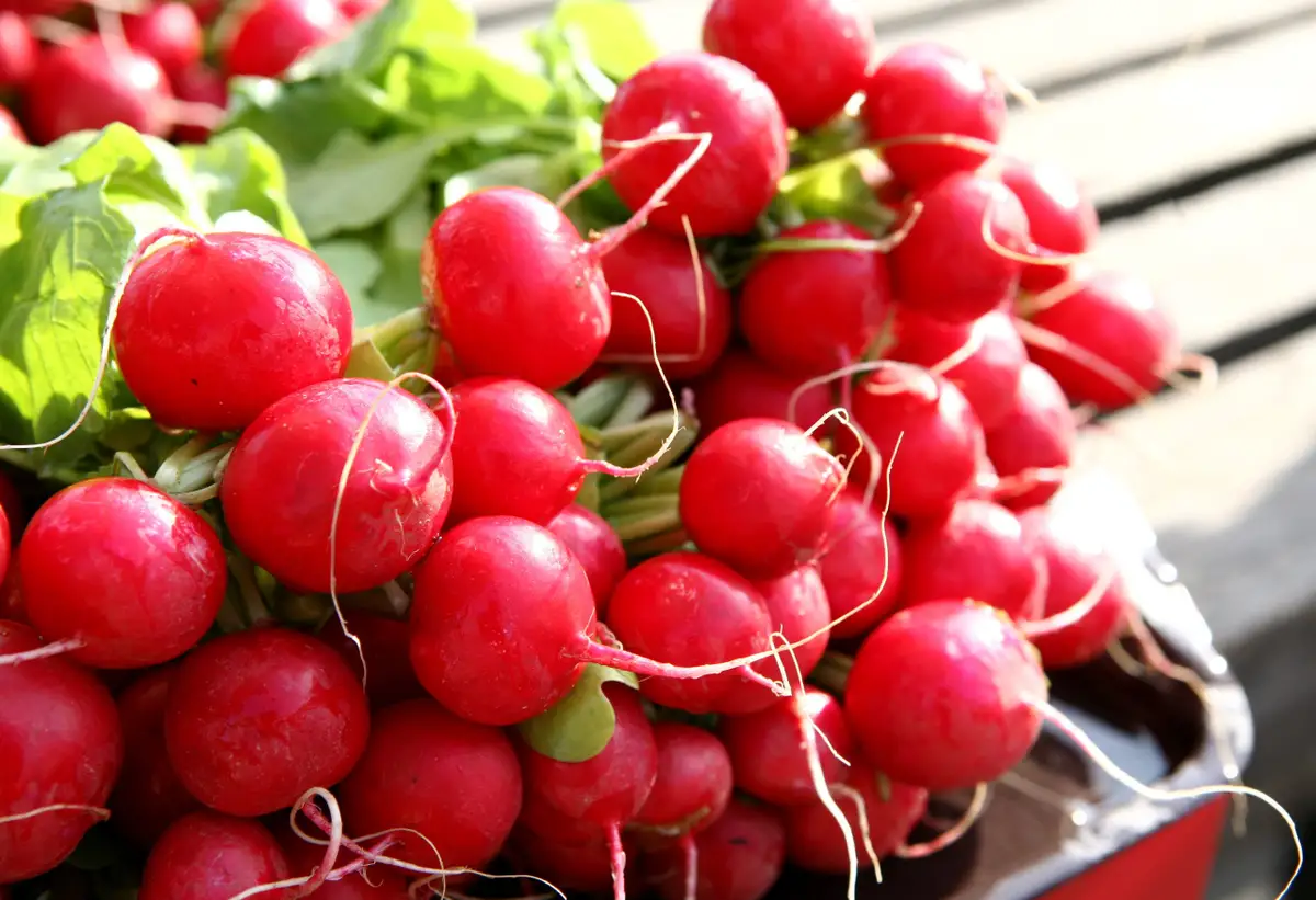 Даже на лоджии и подоконнике: как вырастить вкусную редиску