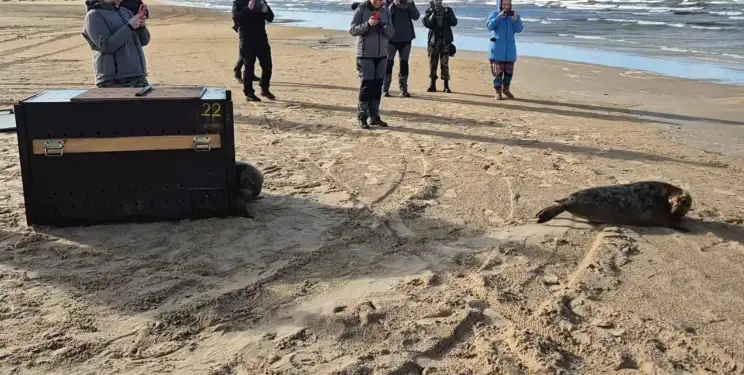 Раненым тюленятам латвийцы помогли вернуться в море (ВИДЕО)