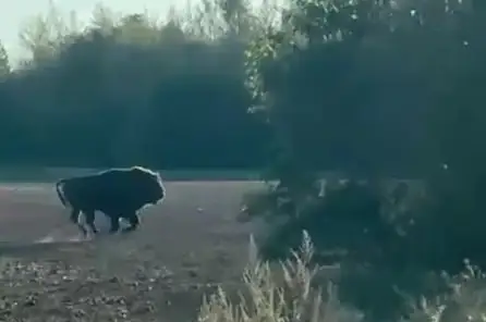 Они у нас водятся! В лесу у Юрмалциемса заметили стадо зубров