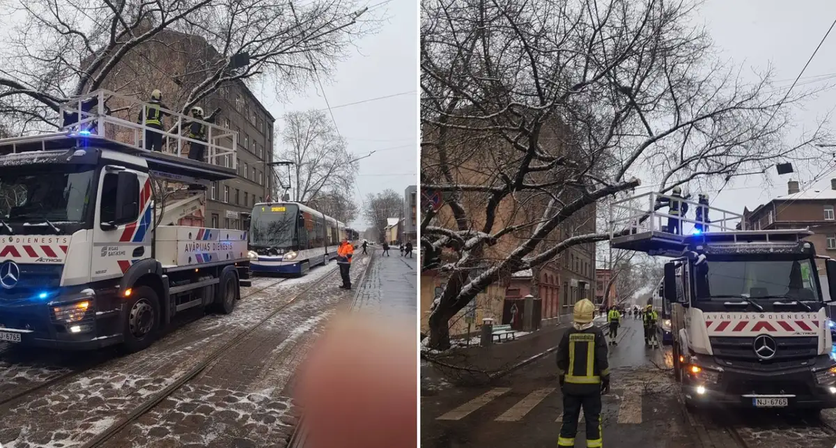Упавшее дерево заблокировало движение трамваев в Риге