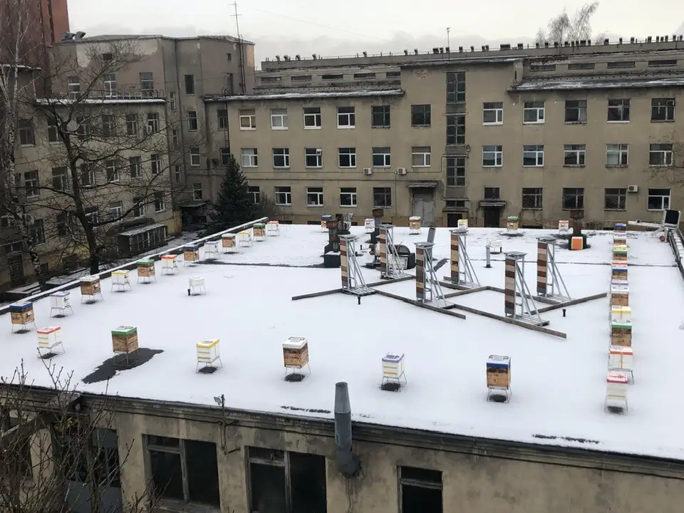 Пчёлы зимуют в центре Риги: учёные превратили крышу института в умную пасеку