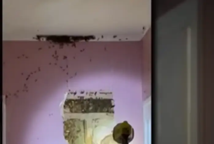 «Монстры в стене оказались реальностью»: в доме нашли 70 000 пчёл