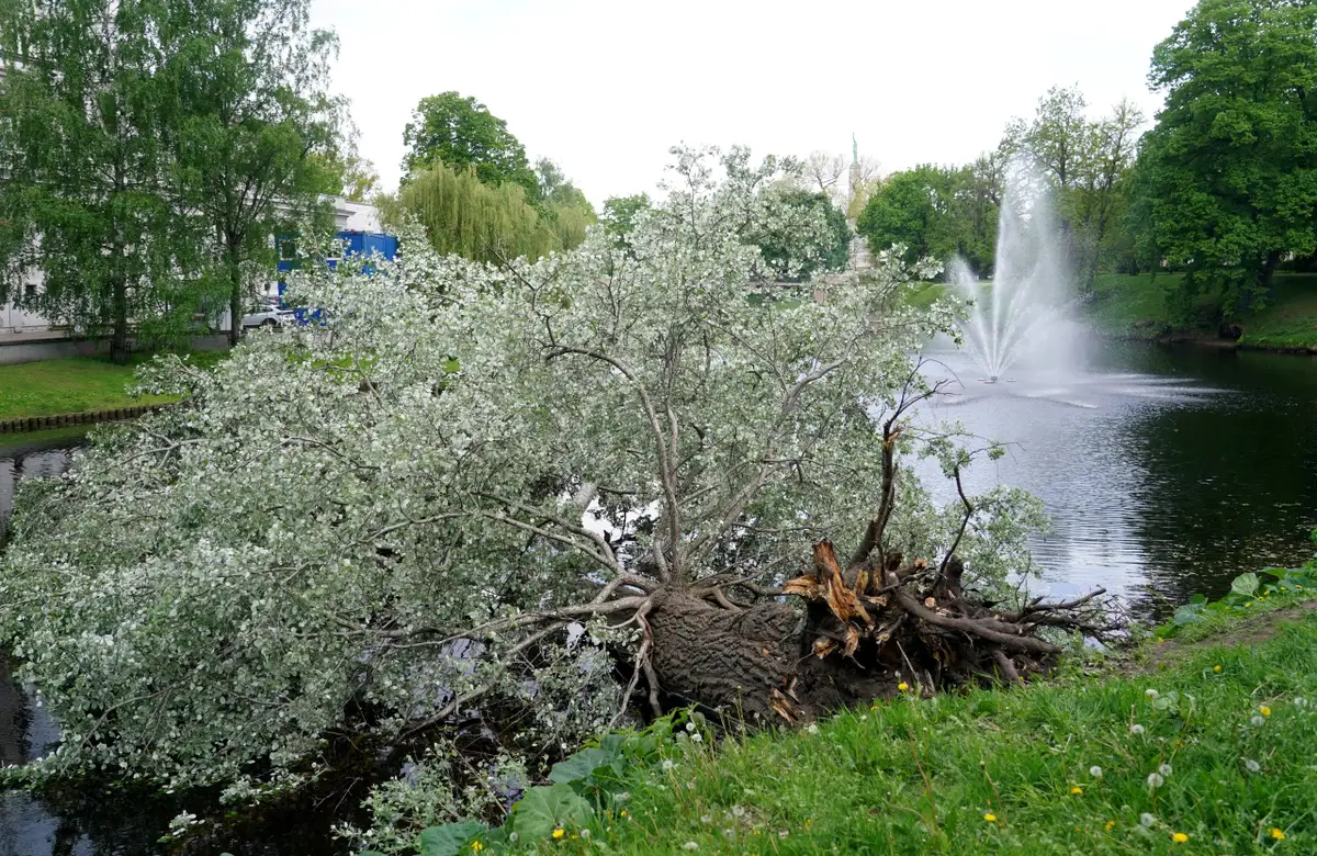 Бобры повредили? В канал в Риге упало столетнее дерево; оно до сих пор не убрано